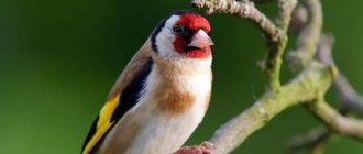 goldfinch at home