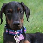 A Doberman puppy needs to be trained to eat right away.