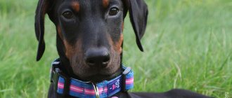 A Doberman puppy needs to be trained to eat right away.