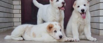 Alabai puppies on the porch