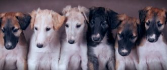 greyhound puppies in a row