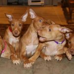 pharaoh hound puppies