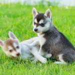 Klee Kai puppies - photos