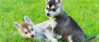 Klee Kai puppies - photos