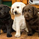 Labrador puppies: care and education, how much they cost