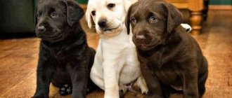 Labrador puppies: care and education, how much they cost