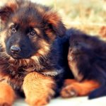 Shepherd puppies photos