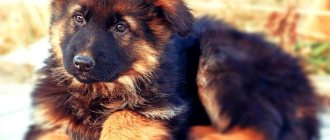 Shepherd puppies photos