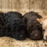 spaniel puppies