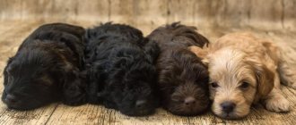 spaniel puppies