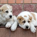 Central Asian Shepherd puppies.