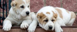 Central Asian Shepherd puppies.