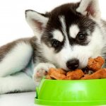 Husky puppy eating dry food Photo