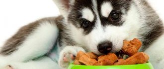 Husky puppy eating dry food Photo