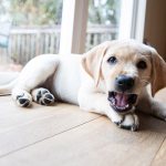 Labrador puppy lying on the floor in the house