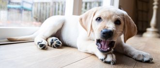 Labrador puppy lying on the floor in the house