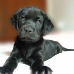 Puppy on the bed