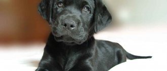 Puppy on the bed