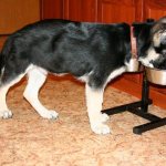 German puppy eating from a bowl Photo