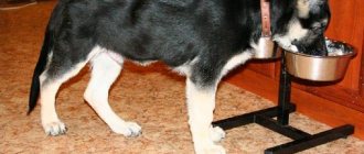 German puppy eating from a bowl Photo