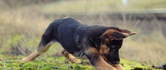 German Shepherd puppy playing