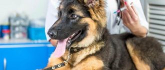 German Shepherd puppy at the veterinarian&#39;s appointment