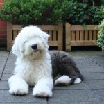 Bobtail dog puppy photo