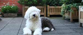 Bobtail dog puppy photo