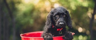 The puppy climbed into the bucket