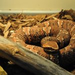 Taylor&#39;s Cottonmouth in a terrarium