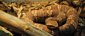 Taylor&#39;s Cottonmouth in a terrarium