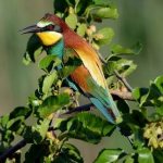 Bee-eater-bird-Description-features-species-lifestyle-and-habitat-bee-eater-2