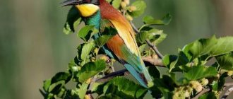 Bee-eater-bird-Description-features-species-lifestyle-and-habitat-bee-eater-2