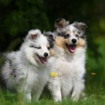 Sheltie-dog-Description-features-types-care-maintenance-and-price-sheltie-breeds-13