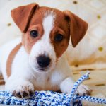 Puppy feeding plan