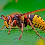 Hornet - what it looks like, photo and description of the insect