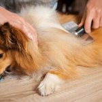 Wool is everywhere, bring a vacuum cleaner: shedding in dogs