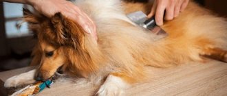 Wool is everywhere, bring a vacuum cleaner: shedding in dogs