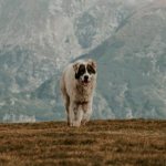 The fur of wolfhounds allows them to withstand the harshest weather conditions