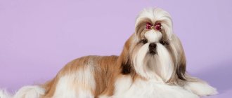 shih tzu