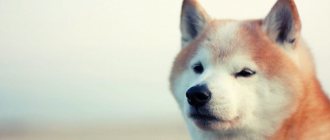 Shiba Inu