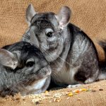 Chinchilla: how many years does it live at home?