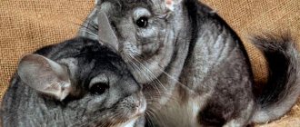 Chinchilla: how many years does it live at home?