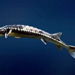 Thornfish (Acipenser nupentris), photo photo of sturgeon fish