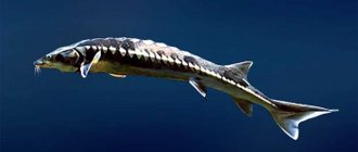 Thornfish (Acipenser nupentris), photo photo of sturgeon fish