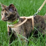 A harness is an indispensable accessory for walking.