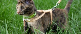 A harness is an indispensable accessory for walking.