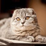 Scottish fold cat