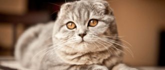 Scottish fold cat