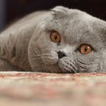 Scottish fold cat